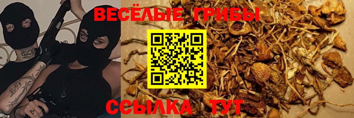 Ангарск  Галлюциногенные грибы Psilocybe  Вход с VPN 